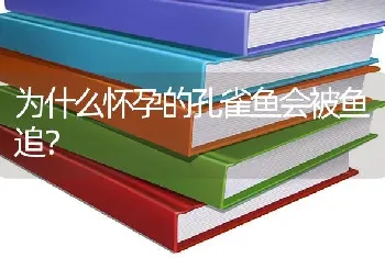 为什么怀孕的孔雀鱼会被鱼追？