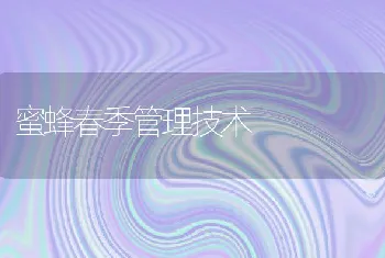 蜜蜂春季管理技术