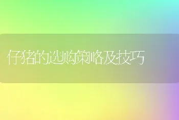 仔猪的选购策略及技巧