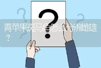 青苹果斑马鱼怎么分辨雌雄？