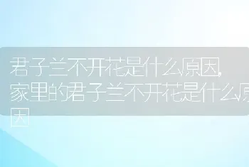 君子兰不开花是什么原因，家里的君子兰不开花是什么原因