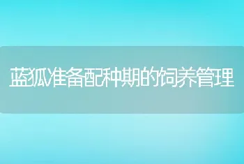 蓝狐准备配种期的饲养管理