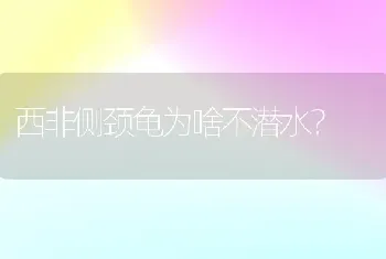 西非侧颈龟为啥不潜水？