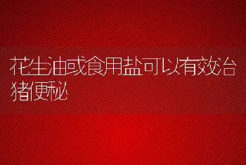 花生油或食用盐可以有效治猪便秘