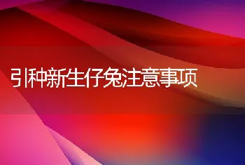 引种新生仔兔注意事项