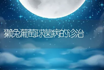 獭兔葡萄球菌病的诊治