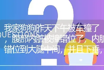 我家狗狗昨天下午被车撞了，腹部内脏被撞错位了，内脏错位到大腿中间，并且下垂，大小便颜色正常，不吃？