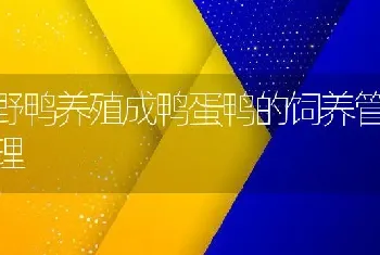 野鸭养殖成鸭蛋鸭的饲养管理