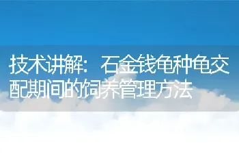 技术讲解:石金钱龟种龟交配期间的饲养管理方法