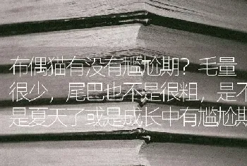 布偶猫有没有尴尬期？毛量很少，尾巴也不是很粗，是不是夏天了或是成长中有尴尬期？