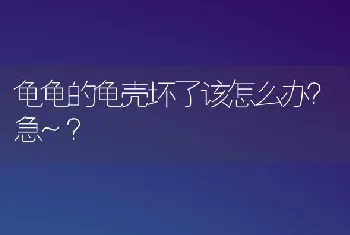 龟龟的龟壳坏了该怎么办？急~？