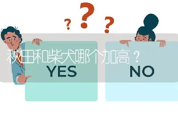 秋田和柴犬哪个加高？