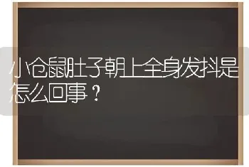 小仓鼠肚子朝上全身发抖是怎么回事？