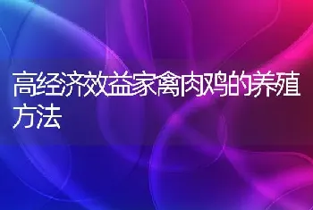 高经济效益家禽肉鸡的养殖方法