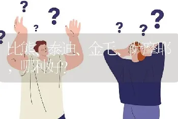 比熊、泰迪、金毛、萨摩耶，哪种好？