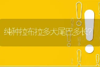 纯种拉布拉多犬尾巴多长？