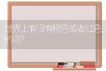 世界上有没有橙色或者红色的鸟？