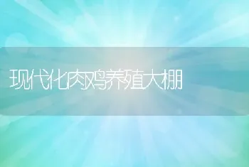 现代化肉鸡养殖大棚