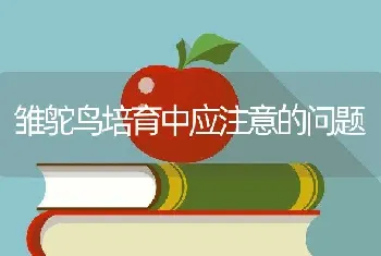 雏鸵鸟培育中应注意的问题