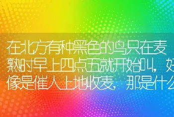 在北方有种黑色的鸟只在麦熟时早上四点五就开始叫，好像是催人上地收麦,那是什么鸟啊?当地的人叫它“池盆？