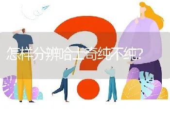 怎样分辨哈士奇纯不纯？