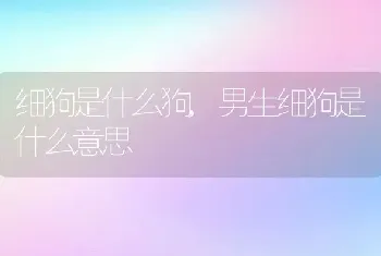 细狗是什么狗，男生细狗是什么意思