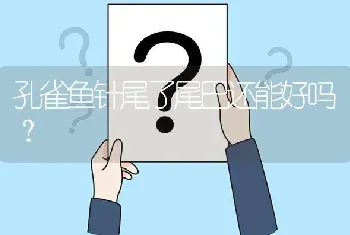 孔雀鱼针尾了尾巴还能好吗？