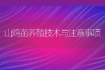 山鸡苗养殖技术与注意事项