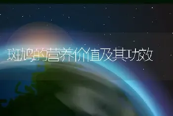 斑鸠的营养价值及其功效