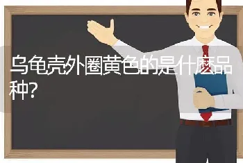 3到4个月的魔王松鼠怎么上手？