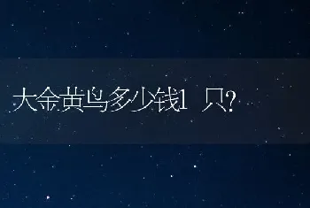 大金黄鸟多少钱1只？