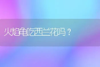 火焰龟吃西兰花吗？