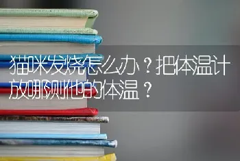 猫咪发烧怎么办？把体温计放哪测他的体温？