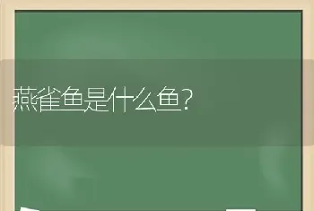 燕雀鱼是什么鱼？