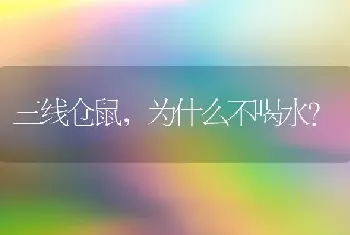 三线仓鼠，为什么不喝水？