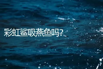 彩虹鲨吸燕鱼吗？