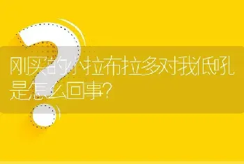 刚买的小拉布拉多对我低吼是怎么回事？