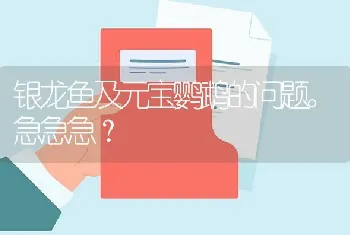 银龙鱼及元宝鹦鹉的问题。急急急？