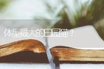 体型最大的田园猫？