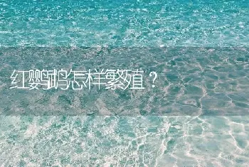 红鹦鹉怎样繁殖？