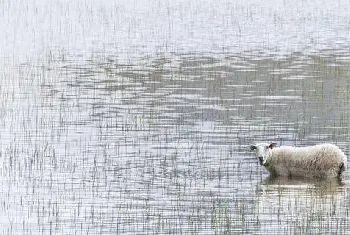 养湖羊赚钱吗？湖羊养殖的利润与投资成本及前景预测