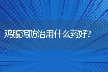 鸡腹泻防治用什么药好？