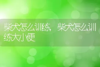 柴犬怎么训练，柴犬怎么训练大小便