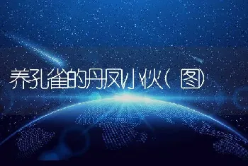 养孔雀的丹凤小伙(图)