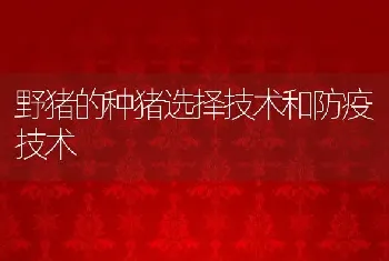 野猪的种猪选择技术和防疫技术