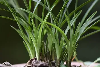 兰花的四季浇水要点