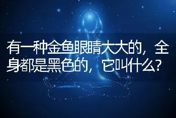 有一种金鱼眼睛大大的，全身都是黑色的，它叫什么？