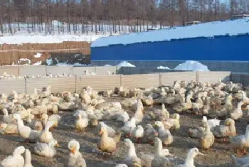 肉用鸭最佳出栏期