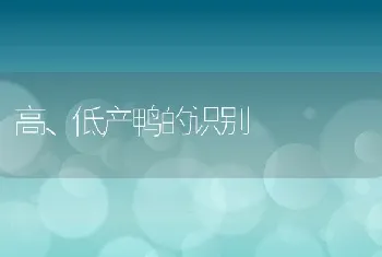 高、低产鸭的识别