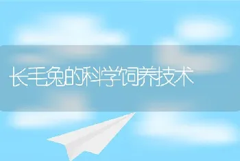 长毛兔的科学饲养技术